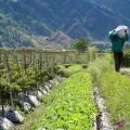 Izin alih fungsi lahan pertanian di NTB diperketat