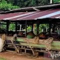 Pemkab Natuna imbau peternak menjaga kebersihan kandang sapi
