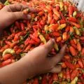 Bapanas: Harga daging ayam Rp36.038/kg, cabai rawit Rp65.000/kg