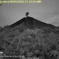 Gunung Semeru erupsi 13 kali