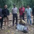 Tim gabungan tangkap WN PNG bawa dua bungkus ganja di Skouw