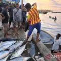 Hasil tangkapan ikan nelayan Kota Jayapura tahun 2024 mencapai 45.085 ton