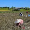Melangkah untuk mewujudkan kedaulatan pangan di Natuna