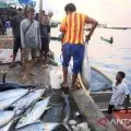 Pemkot Jayapura: Ikan tuna, tongkol dan cakalang menjadi produk unggulan