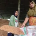 Biomassa jadi pilar ekonomi kerakyatan di NTB