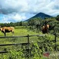 Pemkab Natuna rutin cek kesehatan sapi menjelang Idul Adha