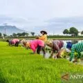 Hilirisasi pertanian jadi isu penting revisi UU Pangan