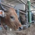 Ombudsman NTT soroti kualitas pelayanan tata niaga sapi