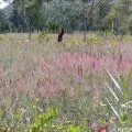 Owasi-owasika, keajaiban alam Lembah Baliem