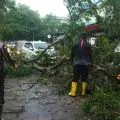 Pemkot Tanjungpinang evakuasi dua pohon tumbang akibat cuaca ekstrem