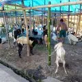 Distan Mataram belum temukan penyakit pada hewan kurban