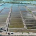 Sentra garam di NTB dioptimalkan untuk penuhi kebutuhan lokal