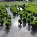 Revisi Perpres 59/2019 dan urgensi menyelamatkan sawah di Indonesia