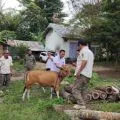 Pemkab Mabar menjual ternak sapi hasil penertiban di Labuan Bajo