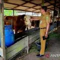 DKPP Natuna cek kesehatan sapi kurban dari Presiden Prabowo