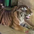 Bangkai 'si Uni' harimau sumatra Taman Rimba dikuburkan BKSDA Jambi
