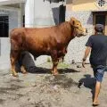 Prabowo berkurban sapi seberat 1 ton di Lombok Timur