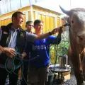 Komjen Pol Purn Bambang Sunarwibowo serahkan seekor sapi kurban seberat 800 Kg untuk Laskar Sasak