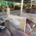 Pemkot Tanjungpinang himpun 46 ekor hewan kurban untuk masyarakat