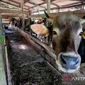 Kemenag sebut 494 hewan akan dikurban di Natuna pada Idul Adha 1446 Hijriah