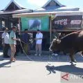 Pemkab Manggarai Barat menyerahkan bantuan sapi kurban bantuan Presiden