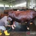 NTB salurkan 159 hewan kurban kepada 10 kabupaten/kota