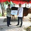 Wapres Gibran menyalurkan sapi limousin seberat 1,1 ton