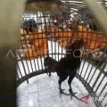 Kanit Reskrim Polsek Mollo Utara dibebaskan dari jabatannya dan dipatsus