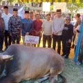 Pemkot Tanjungpinang serahkan sapi kurban Presiden ke Masjid Nurul Iman