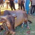 Pemprov Kepri berkurban 32 ekor sapi pada Idul Adha 1446 H
