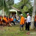 510 warga Natuna nikmati daging sapi kurban Presiden Prabowo