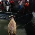 Sapi kurban jatuh ke sungai di Tebuireng