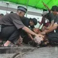 Ditendang sapi kurban, warga Tanah Datar meninggal