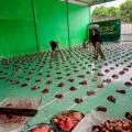 Yafama NW Lombok Timur salurkan 600 paket daging kurban kepada warga