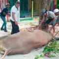 DPKPH Biak sebut daging hewan kurban sehat dan layak dikonsumsi
