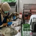 Pramono minta Dinas KPKP tambah Puskeswan