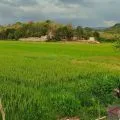 BMKG meminta petani di Manggarai Barat adaptif sikapi kemarau basah