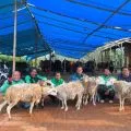 Ratusan ekor kambing dibagikan ke mitra pengemudi Grab