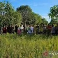 BNPP dan Pemkab Natuna panen padi di pulau terluar