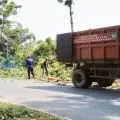 Disperkimtan Batam rapikan pohon yang ganggu keselamatan pengguna jalan