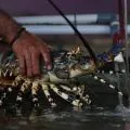 Seven new freshwater lobster species discovered in W Papua