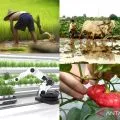 Memantaskan diri sebagai negeri agraris