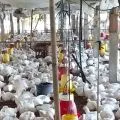 Pemkab Bintan fasilitasi penetapan harga ayam hidup