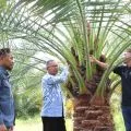 Inovatif! BRIDA NTB gunakan kultur jaringan untuk bibit kurma