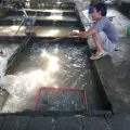 DKP siapkan program bantuan budidaya ikan sistem bioflok di Mataram