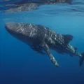 Wisatawan diminta patuhi jarak hiu paus di Teluk Saleh