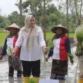 BI NTB kembangkan padi unggul Gamagora 7 di 250 hektare lahan