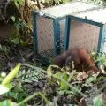 Kemenhut melepasliarkan dua orang utan di Betung Kerihun-Kalbar