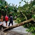 BPBD Natuna imbau masyarakat waspadai cuaca ekstrem dan pohon tumbang