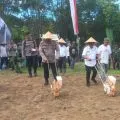 Sebanyak 11 ribu hektare lahan di Sumbawa Barat ditanami jagung